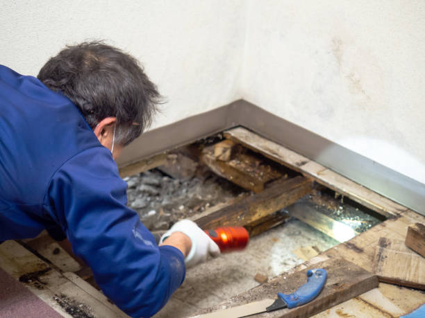 Best Home Mold Removal  in Fairfax, OH